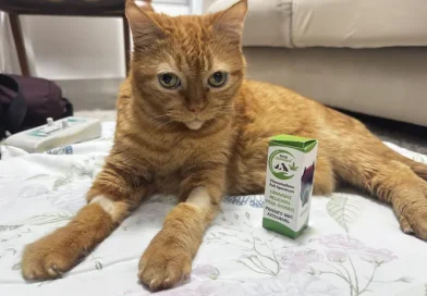 Regulamentação do uso de cannabis em animais dá alívio a pacientes crônicos