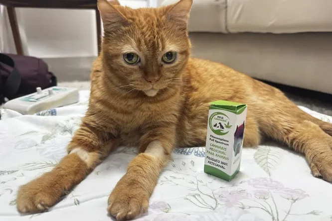 Regulamentação do uso de cannabis em animais dá alívio a pacientes crônicos